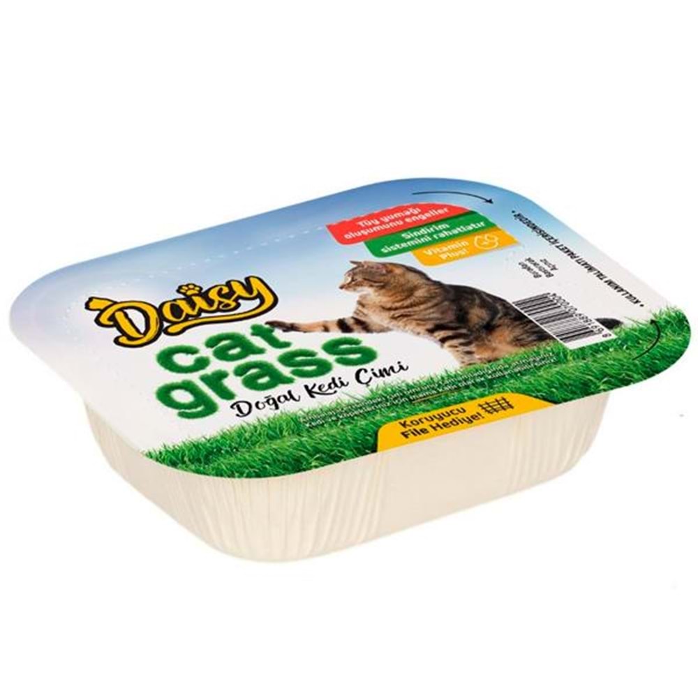 Daisy Natural Kedi Çimi File Hediyeli !