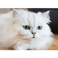 Kedi